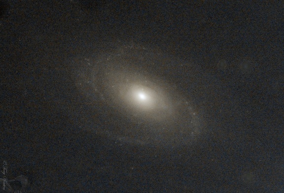M81 NS